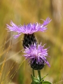 200805 Lumix 0437